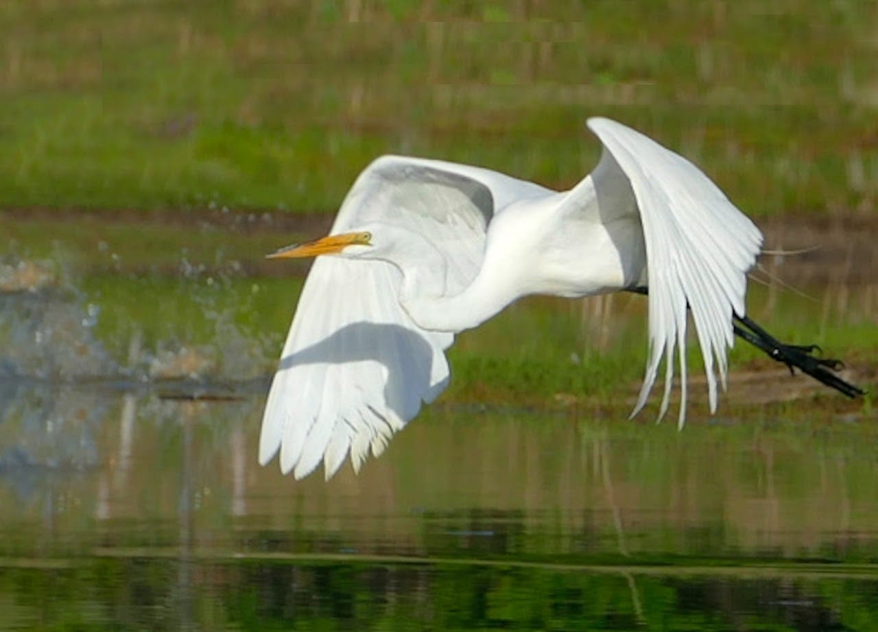 The Egg Harbor Township Nature Reserve